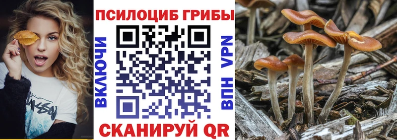 даркнет формула  ссылка на мегу сайт  Гвардейск  купить наркотик  Псилоцибиновые грибы GOLDEN TEACHER 